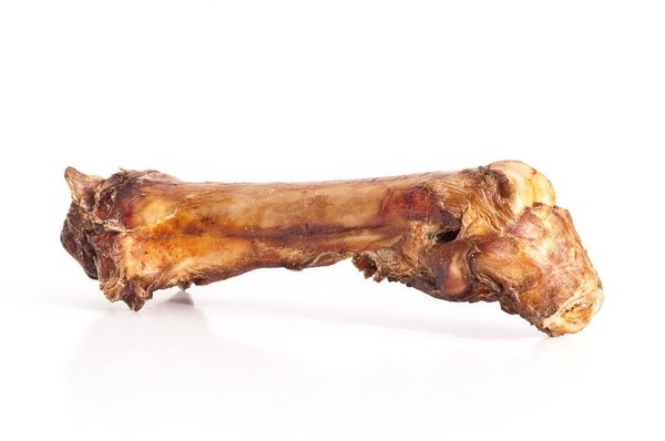 Pferd-Knochen mit Sehne